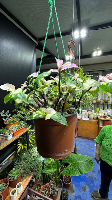 Tradescantia Variegada